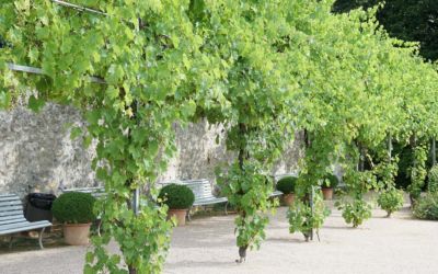 Jardin de la Paix